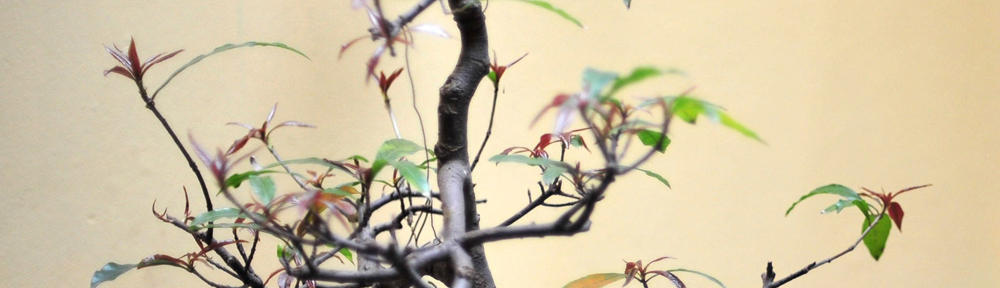 桃園松鋪土虱批發及藥燉排骨(冷凍排骨)批發